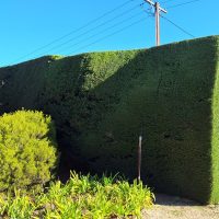 The Hedge Man South Australia20